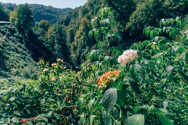 Borjomi cottage rental